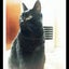 画像 ロデムのブログ～猫と着物とワインのまったり生活～のユーザープロフィール画像