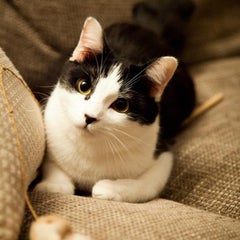 akicatのプロフィール