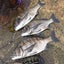 釣り親父克美！のサムネイル