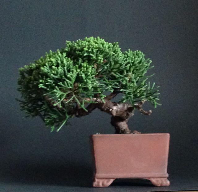 マユミの根伏せ苗 | mini bonsai labo