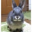 ぐりのサムネイル