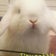 埼玉のうさぎ専門店 tiny rabbit
