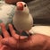 文鳥’sとサザナミインコのブログ