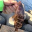 煮爺のサムネイル