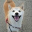 画像 大好きが止まらない♡愛犬六郎と～ ふわっとな日々～のユーザープロフィール画像