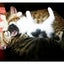画像 にゃんこな日々～うちの猫様と赤ちゃん王子のユーザープロフィール画像