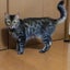 画像 ベンガル猫専門ブリーダー☆Cattery One-G Griffon（キャッテリーワンジーグリフォン）のユーザープロフィール画像
