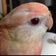 LOVEアキクサ 〜アキクサインコ・セキセイインコ・文鳥・錦華鳥・十姉妹達の癒し〜