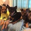 NPO法人DOGBASE 保護犬ふれあいカフェGUARDIANのサムネイル