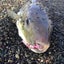 JumboMedakaのサムネイル
