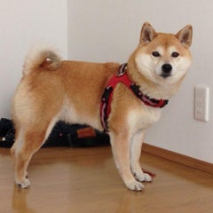 ハンコください デリシャス ブログ ハンコください デリシャス ブログ