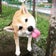 nahokoのたわごと…