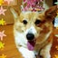 画像 保護犬のこと♥️虹組コーギー♪とうちの子　シュシュのユーザープロフィール画像