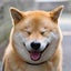 画像 柴犬まるオフィシャルブログ「笑う門にはまる来たる」Powered by Amebaのユーザープロフィール画像