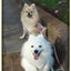 画像 『クヌート犬みらい©& ポメラニアンLea の　わんわんBLOG　＋　α』のユーザープロフィール画像