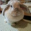 画像 ウサギのモコのユーザープロフィール画像