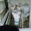 ぷ～にょのサムネイル