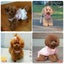 画像 わんわんあすかのわんこ達 （ブリーダー子犬販売・長崎県）のユーザープロフィール画像