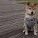 柴犬との生活 ブログ