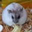 dememosのサムネイル