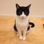 画像 nozomioride オフィシャルブログ「みぃみさんちの猫事情」Powered by Amebaのユーザープロフィール画像