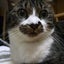 画像 猫ときどき独り言のユーザープロフィール画像