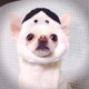 PEKOのおすすめのサムネイル