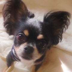 ちゃいむのプロフィール