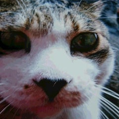 みゃあのプロフィール