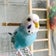 ベーチェンコ(ベーチェット+インコ)