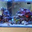 画像 我が家の海水魚飼育日記のユーザープロフィール画像