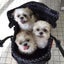 らいちゃんのサムネイル