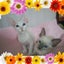 画像 シャム　ロシアンブルー　アメリカンショートヘアー　子猫　園芸　大好き あっちゃんのユーザープロフィール画像