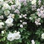 画像 kaitaku44420♡小庭のDiaryのユーザープロフィール画像