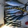 第二こんぴら丸の『伊勢湾海族日誌』