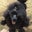 ブラウンとブラックの可愛い子犬のトイプードル専門 ブリーダー ☆  LiLico's  ～Of…