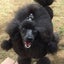 画像 ブラウンとブラックの可愛い子犬のトイプードル専門 ブリーダー ☆  LiLico's  ～Official Blog～のユーザープロフィール画像
