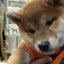 画像 柴犬の杏のブログのユーザープロフィール画像