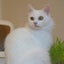 画像 保護猫カフェ　Cara Cat Cafeのユーザープロフィール画像