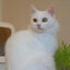 Cara Cat Cafeのサムネイル