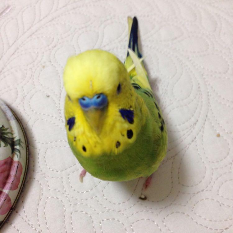 ぴーまめ