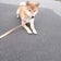 柴犬りかのブログ
