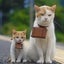 画像 迷子の子猫のブログのユーザープロフィール画像