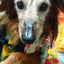 画像 享年19歳　スーパーシニア犬　ミニチュアダックス♂カイトさんのユーザープロフィール画像
