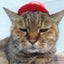 画像 備忘録〜温泉と猫とプロ野球〜のユーザープロフィール画像