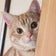 すくすく♫ももたろう。