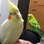 パインのサムネイル