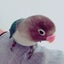 うさ彦のサムネイル