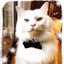 画像 白猫ママコの 気まぐれ便のユーザープロフィール画像