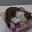 画像 可愛いシニア猫さんと何気ない日常のユーザープロフィール画像